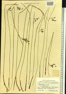 Juncus fauriei Lév. & Vaniot, Siberia, Russian Far East (S6) (Russia)