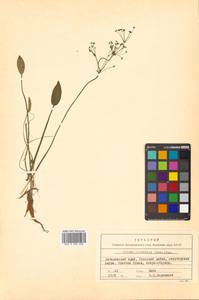 Alisma plantago-aquatica L., Siberia, Russian Far East (S6) (Russia)