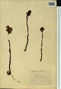 Orobanche elatior Sutton, Eastern Europe, Central forest-and-steppe region (E6) (Russia)