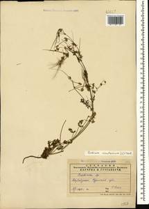 Erodium cicutarium (L.) L'Hér., Caucasus, Azerbaijan (K6) (Azerbaijan)