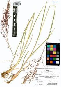 Glyceria lithuanica (Gorski) Gorski, Siberia, Baikal & Transbaikal region (S4) (Russia)