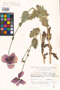 Papaver somniferum L., Eastern Europe, Moscow region (E4a) (Russia)