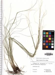 Stipa lessingiana Trin. & Rupr., Eastern Europe, Middle Volga region (E8) (Russia)