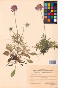 Scabiosa columbaria L., Eastern Europe, West Ukrainian region (E13) (Ukraine)