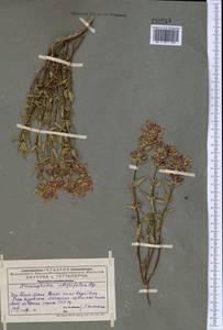 Dracocephalum integrifolium Bunge, Middle Asia, Western Tian Shan & Karatau (M3) (Kazakhstan)