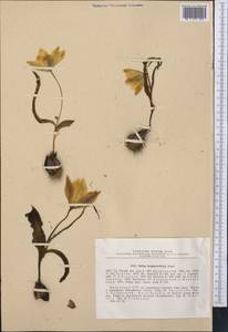 Tulipa kolpakowskiana Regel, Middle Asia, Northern & Central Tian Shan (M4) (Kazakhstan)