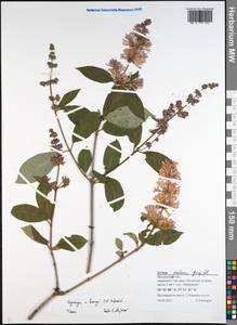 Syringa henryi C.K.Schneid., Eastern Europe, Moscow region (E4a) (Russia)