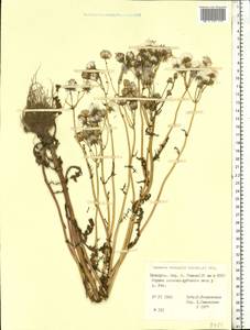 Senecio vernalis Waldst. & Kit., Eastern Europe, Belarus (E3a) (Belarus)