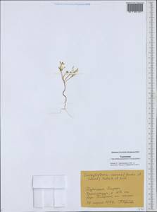 Aethionema carneum (Banks & Sol.) B. Fedtsch., Middle Asia, Karakum (M6) (Turkmenistan)