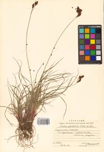 Carex gmelinii Hook. & Arn., Siberia, Russian Far East (S6) (Russia)