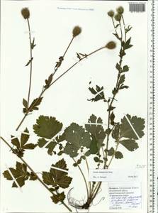 Geum aleppicum Jacq., Eastern Europe, Belarus (E3a) (Belarus)