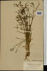 Crepis tectorum L., Eastern Europe, Moscow region (E4a) (Russia)