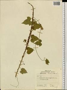 Ipomoea hederacea Jacq., Siberia, Russian Far East (S6) (Russia)