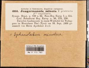Sphenolobus minutus (Schreb. ex Cranz) Berggr., Bryophytes, Bryophytes - Western Europe (BEu) (Austria)