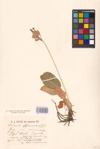 Primula veris subsp. macrocalyx (Bunge) Lüdi, Caucasus, Krasnodar Krai & Adygea (K1a) (Russia)