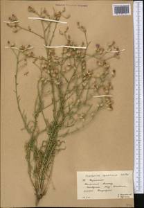 Centaurea virgata subsp. squarrosa (Willd.) Gugler, Middle Asia, Western Tian Shan & Karatau (M3) (Kazakhstan)