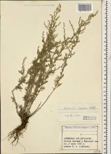 Artemisia lercheana Weber ex Stechm., Caucasus, Armenia (K5) (Armenia)