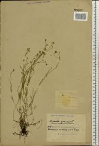 Cynanchica pyrenaica subsp. cynanchica (L.) P.Caputo & Del Guacchio, Eastern Europe, South Ukrainian region (E12) (Ukraine)