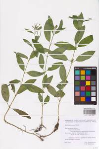 Epilobium roseum (Schreb.) Schreb., Eastern Europe, Central forest-and-steppe region (E6) (Russia)
