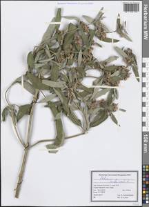 Phlomis herba-venti L., South Asia, South Asia (Asia outside ex-Soviet states and Mongolia) (ASIA) (Iran)