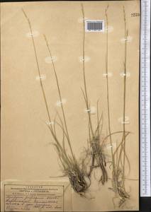Elymus reflexiaristatus subsp. reflexiaristatus, Middle Asia, Dzungarian Alatau & Tarbagatai (M5) (Kazakhstan)