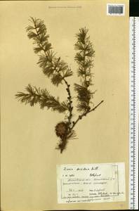 Larix decidua (L.) Mill., Eastern Europe, Moscow region (E4a) (Russia)