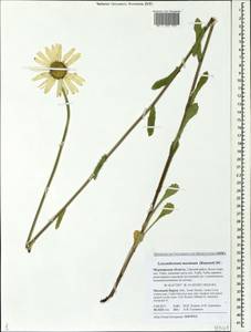 Leucanthemum maximum (Ramond) DC., Eastern Europe, Northern region (E1) (Russia)