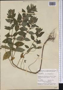 Mentha canadensis L., America (AMER) (Canada)