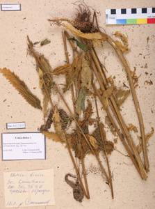 Urtica dioica L., Siberia, Altai & Sayany Mountains (S2) (Russia)