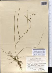 Sparganium angustifolium Michx., Eastern Europe, Northern region (E1) (Russia)