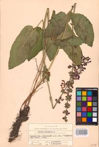 MHA 0 156 285, Salvia pratensis L., Eastern Europe, North Ukrainian region (E11) (Ukraine)