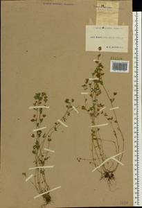 Trifolium dubium Sibth., Eastern Europe, South Ukrainian region (E12) (Ukraine)