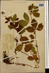 Potentilla elatior Willd. ex Schltdl., Caucasus, Krasnodar Krai & Adygea (K1a) (Russia)