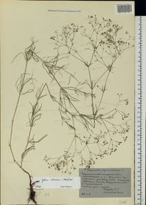 Galium octonarium (Klokov) Pobed., Eastern Europe, North Ukrainian region (E11) (Ukraine)