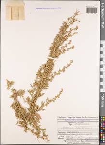 Artemisia absinthium L., Caucasus, North Ossetia, Ingushetia & Chechnya (K1c) (Russia)