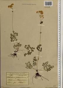 Thalictrum petaloideum L., Siberia, Baikal & Transbaikal region (S4) (Russia)