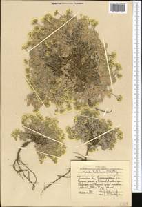 Draba physocarpa Kom., Middle Asia, Western Tian Shan & Karatau (M3) (Uzbekistan)