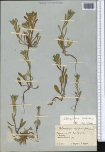 Buglossoides arvensis (L.) I.M.Johnst., Middle Asia, Karakum (M6) (Turkmenistan)