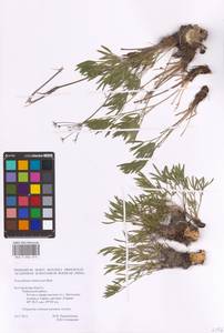 Peucedanum ruthenicum M. Bieb., Eastern Europe, Central forest-and-steppe region (E6) (Russia)