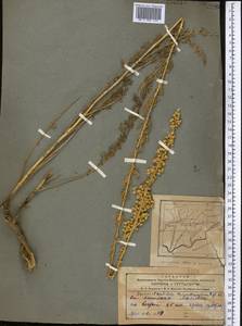 Lepidolopsis turkestanica (Regel & Schmalh.) Poljakov, Middle Asia, Pamir & Pamiro-Alai (M2) (Tajikistan)