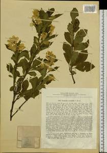 Exochorda racemosa subsp. serratifolia (S. Moore) F. Y. Gao & Maesen, Siberia, Russian Far East (S6) (Russia)