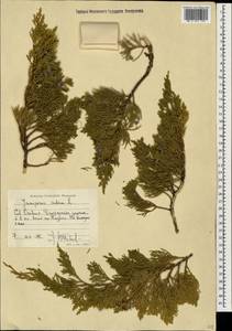 Juniperus sabina L., Caucasus, North Ossetia, Ingushetia & Chechnya (K1c) (Russia)