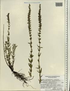 Hyssopus officinalis L., Eastern Europe, Central forest-and-steppe region (E6) (Russia)