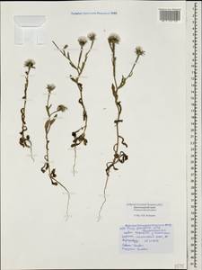 Picris pauciflora Willd., Caucasus, Black Sea Shore (from Novorossiysk to Adler) (K3) (Russia)