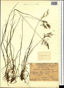 Bromus variegatus M.Bieb., Caucasus, Stavropol Krai, Karachay-Cherkessia & Kabardino-Balkaria (K1b) (Russia)