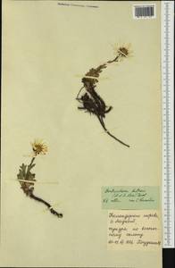 Arctanthemum arcticum subsp. polare (Hultén) Tzvelev, Siberia, Chukotka & Kamchatka (S7) (Russia)