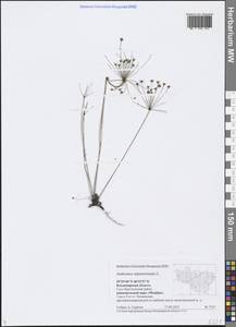 Androsace septentrionalis L., Eastern Europe, Central region (E4) (Russia)