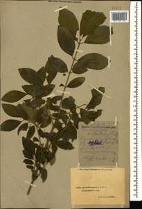 Euonymus velutinus (C. A. Mey.) Fisch. & C. A. Mey., Caucasus, Azerbaijan (K6) (Azerbaijan)