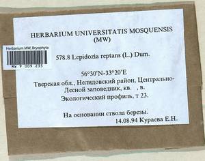Lepidozia reptans (L.) Dumort., Bryophytes, Bryophytes - Middle Russia (B6) (Russia)