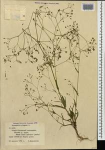 Gypsophila elegans M. Bieb., Caucasus, North Ossetia, Ingushetia & Chechnya (K1c) (Russia)